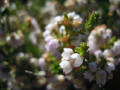 Erica margaritacea