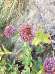 Hylotelephium anacampseros