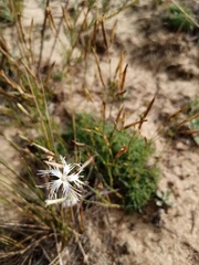 Dianthus volgicus