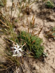 Dianthus volgicus