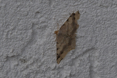 Macaria shanghaisaria