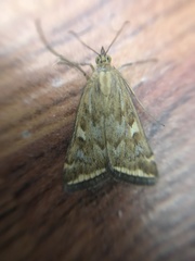 Loxostege sticticalis