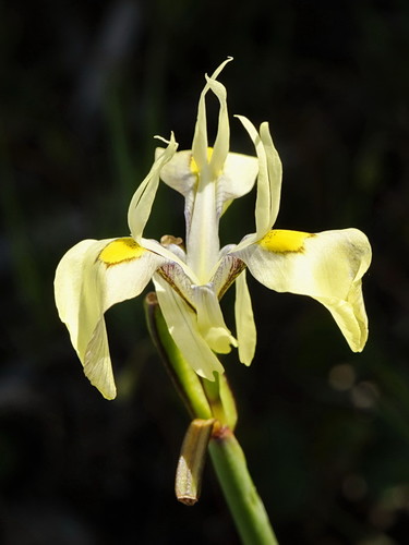 Moraea angusta