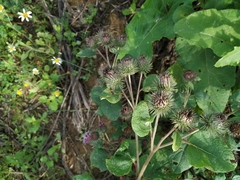 Arctium × ambiguum