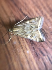 Loxostege sticticalis