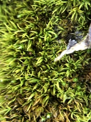 Trichostomum crispulum