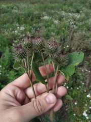 Arctium × ambiguum