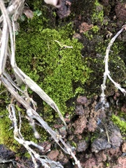 Trichostomum crispulum