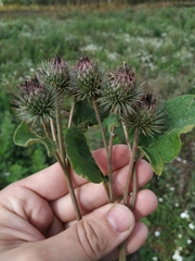Arctium × ambiguum