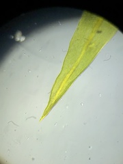 Trichostomum crispulum