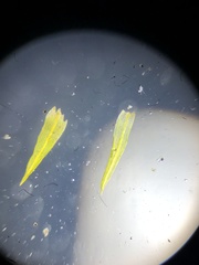 Trichostomum crispulum