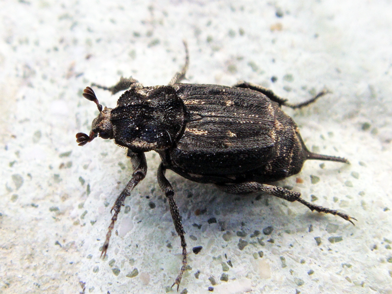 Valgus hemipterus hemipterus