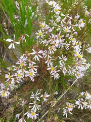 Tripolium pannonicum