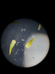 Trichostomum crispulum