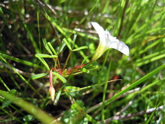 Oxalis pusilla
