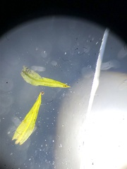 Trichostomum crispulum