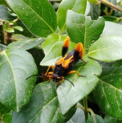 Callisphyris macropus