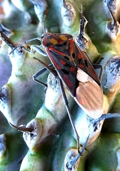 Spilostethus pandurus elegans