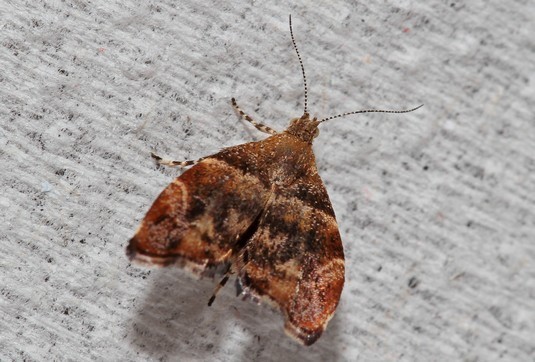 Choreutis dryodora