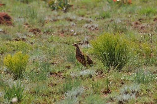 Scleroptila gutturalis