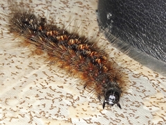 Paracles phaeocera