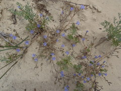 Wahlenbergia paniculata