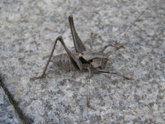 Thyreonotus corsicus