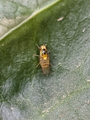 Thaumatomyia