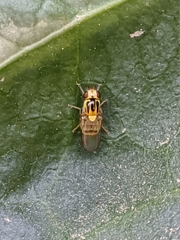 Thaumatomyia