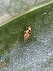 Thaumatomyia