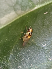 Thaumatomyia