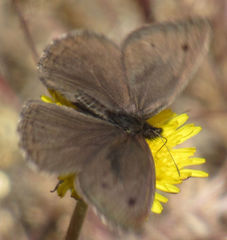 Cercyonis oetus