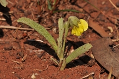 Hermannia lancifolia