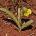 Hermannia lancifolia - Photo (c) Andrew Hankey, μερικά δικαιώματα διατηρούνται (CC BY-SA), uploaded by Andrew Hankey