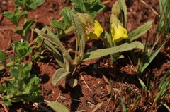 Hermannia lancifolia