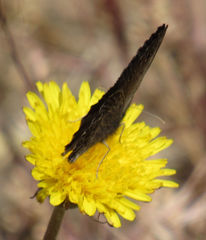 Cercyonis oetus