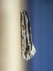 Nemapogon rileyi