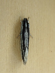 Nemapogon rileyi