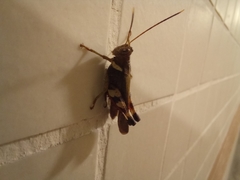 Apalacris varicornis