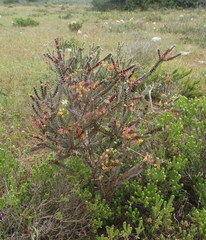 Struthiola argentea