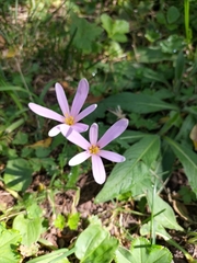Colchicum autumnale
