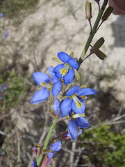 Heliophila linearis