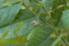 Philodromus cespitum