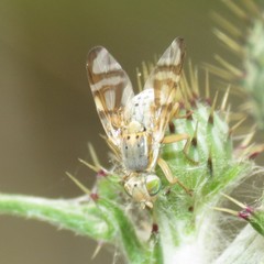 Terellia palposa