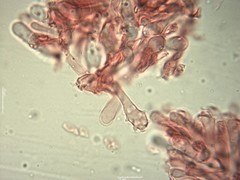 Mycena fagetorum