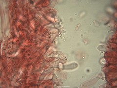 Mycena fagetorum