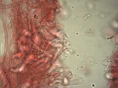 Mycena fagetorum
