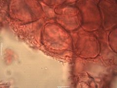 Mycena fagetorum