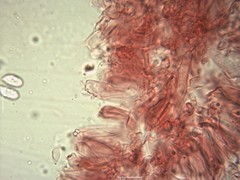 Mycena fagetorum