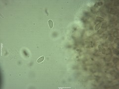 Mycena fagetorum
